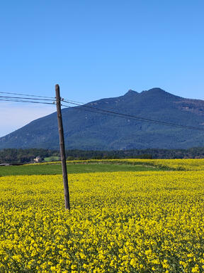 Navata; Alt Empord&agrave;; Garrotxa d&rsquo;Empord&agrave;. [Fotografia]